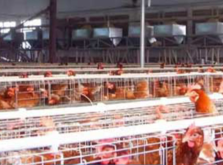 養(yǎng)殖場通風應用